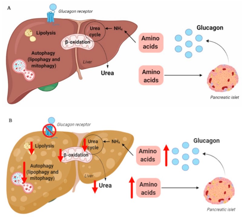 Fig.1 Hepatic glucagon resistance mediated by glucagon receptors. (Galsgaard, 2020)