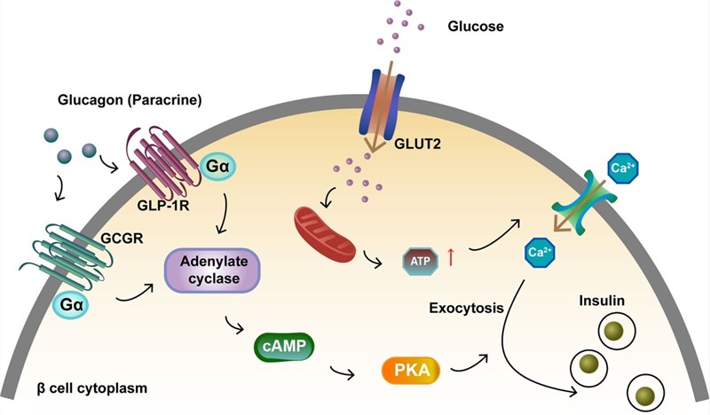 is glp-1 injection or pill better Popular GLP-1 medications may have health benefits that extend beyond  weight loss and blood sugar control, a new study finds