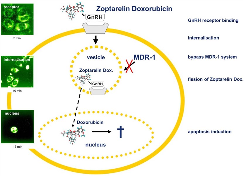 Fig.1 Zoptarelin Doxorubicin-based chemotherapy targeting the GnRH receptor. (Gründker & Günter, 2017)