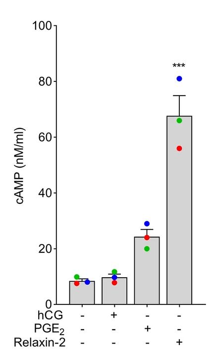 cAMP responses in EnSC following stimulation
