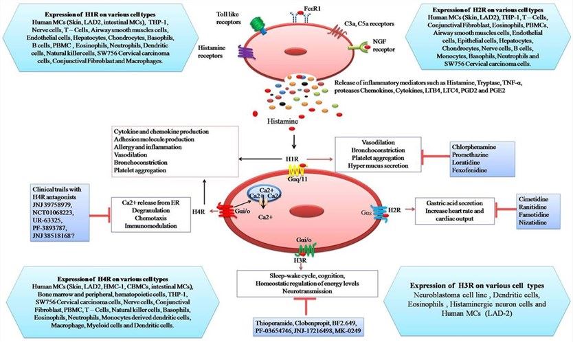 The hypothalamic–pituitary–ovarian axis