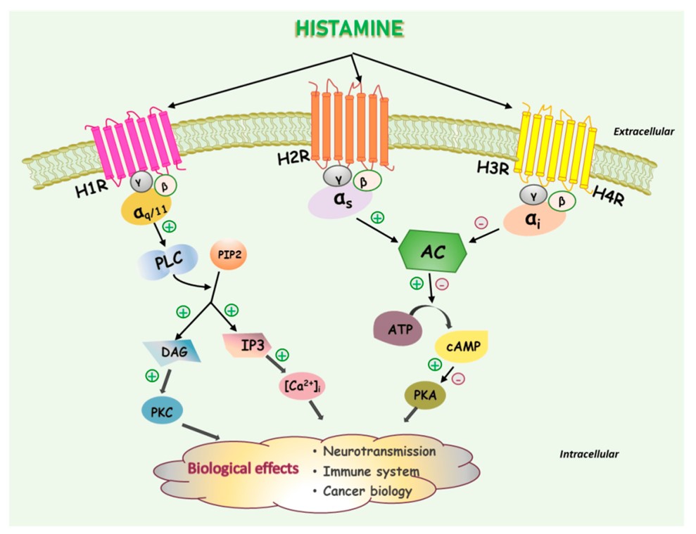 Fig.2 Signaling pathways mediating the biological effects of the histamine receptor subtypes. (Nguyen & Jungsook, 2021)