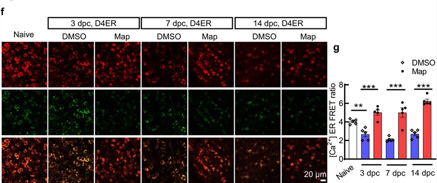 Ex vivo measurement of ER Ca2+