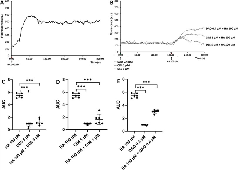 The impact of vDAO, histamine, and antihistamine medications on the intracellular calcium concentrations of P19 neurons