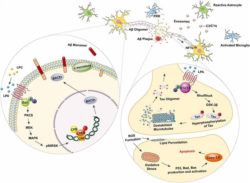 Lysophosphatidic acid (LPA) in Alzheimer’s disease (AD) related neurodegeneration