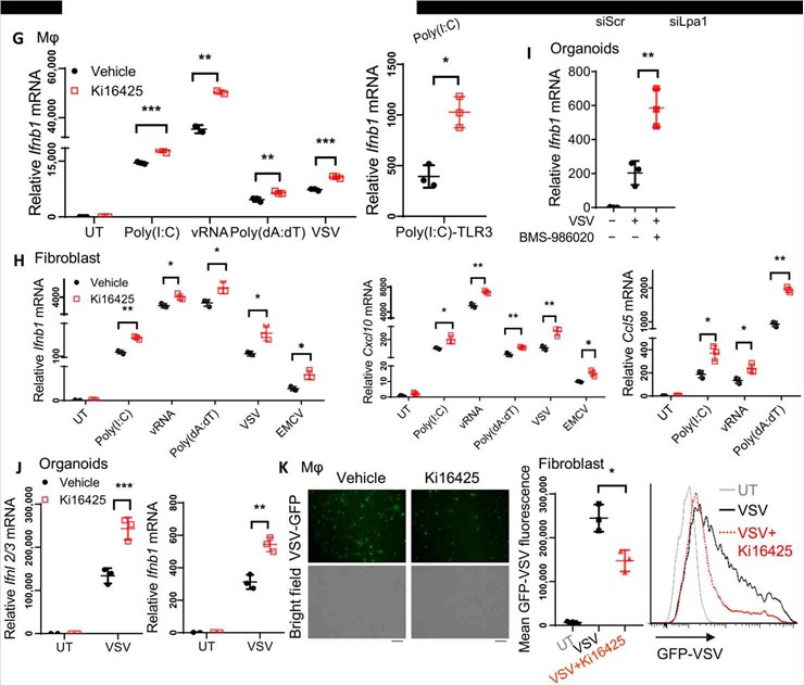 LPA1 receptor targeting against viral infections