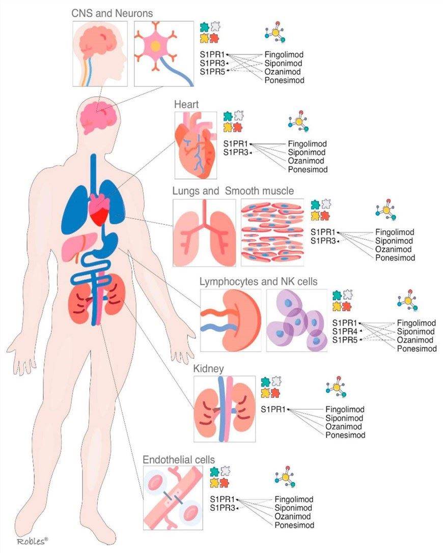 S1P receptors and their main localizations