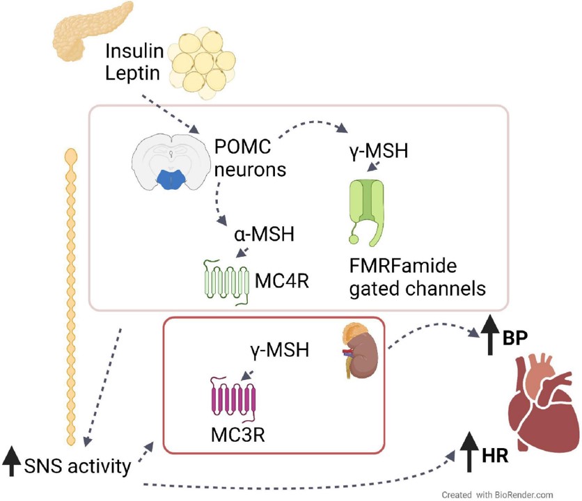 Fig.1 The role of the melanocortin system on BP and HR. (Copperi & Jung, 2021)