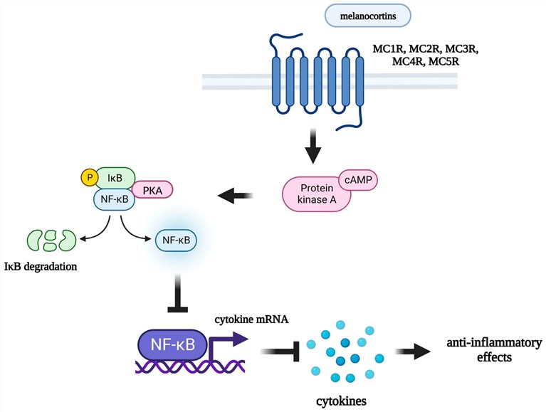 Melanocortin receptors mediating anti-inflammatory effects