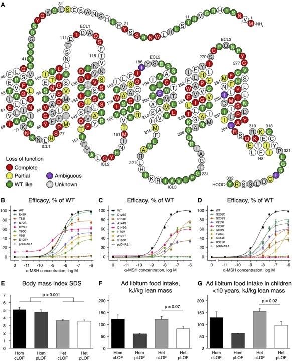 Fig.4 Genetic and molecular classification of MC4R mutations. (Collet, et al., 2017)