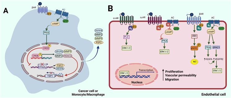 In Vitro Cell based Adrenergic Receptor Functional