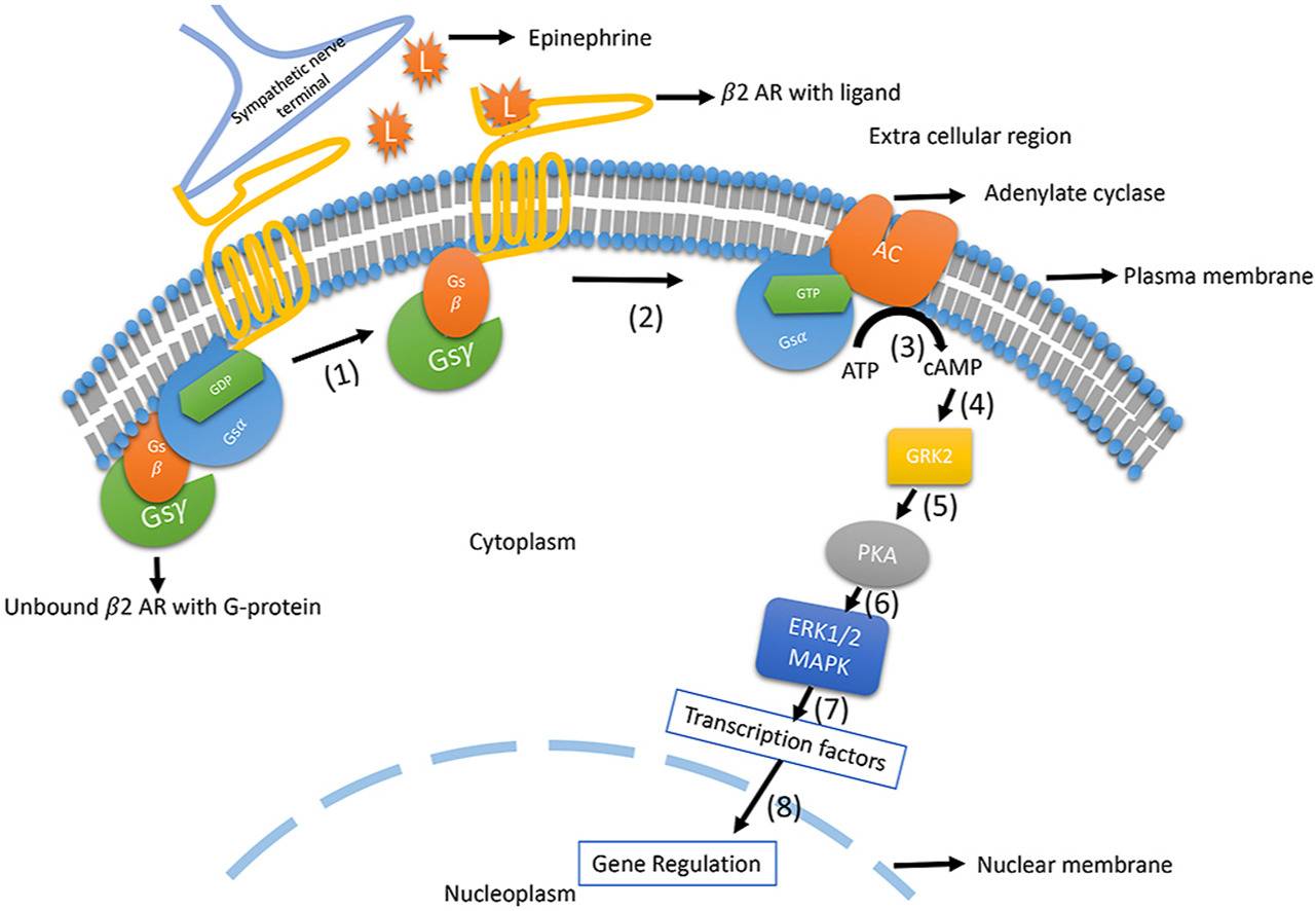 In Vitro Cell based Adrenergic Receptor Functional