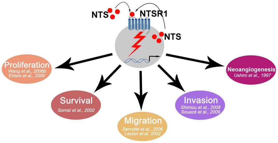 Fig.1 NTS oncogenic effects. (Martinez-Fong, Jean & Patricia, 2013)