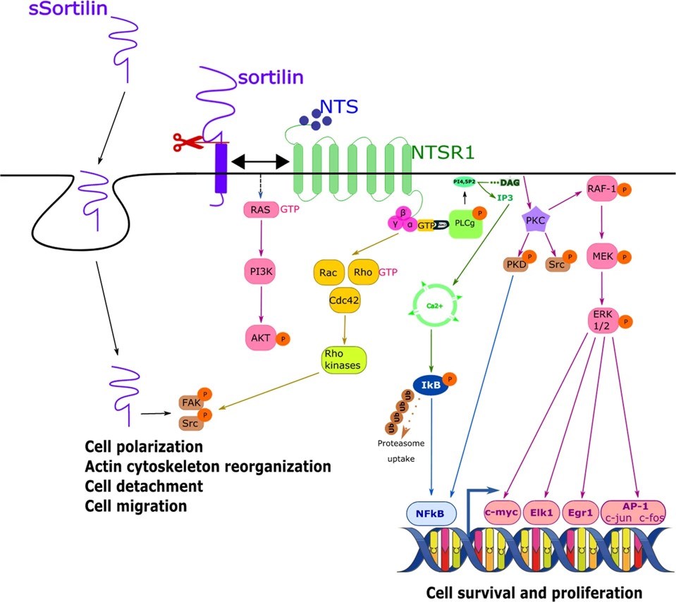 Fig.2 NTSR1 and sortilin involved NTS signaling pathways and their biological effects. (Christou, et al., 2020)