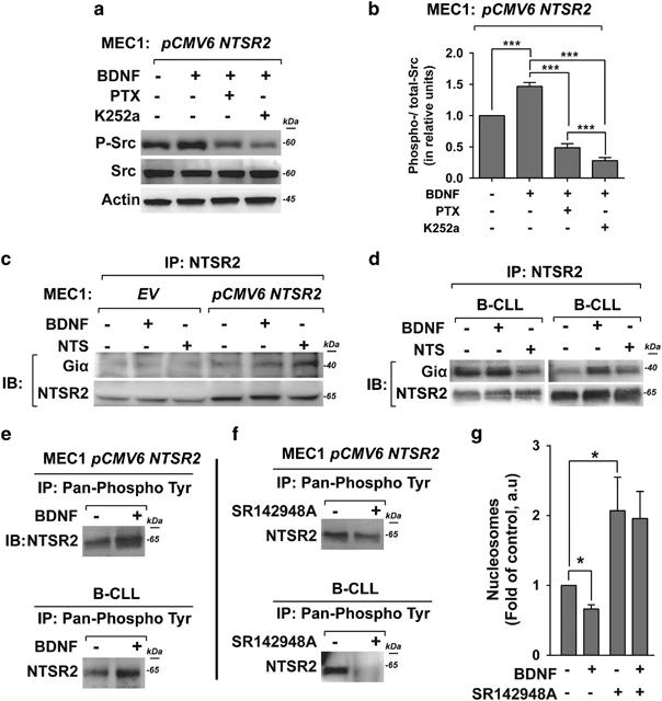Fig.4 NTSR2 phosphorylation in B-CLL and recruitment of Giα proteins. (Abbaci, et al., 2018)