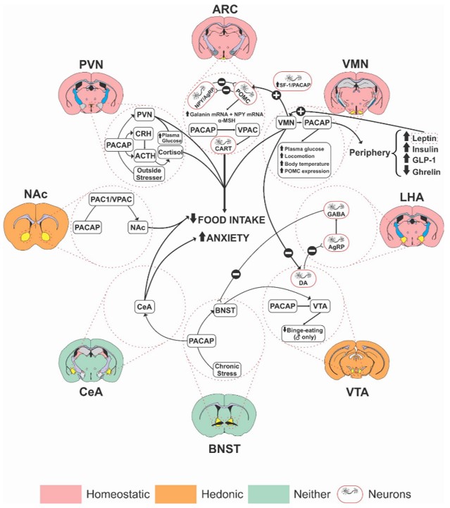 The action of PACAP receptors in the regulation of food intake