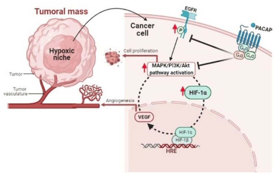 PACAP and its receptor in the cellular microenvironment of hypoxic niches