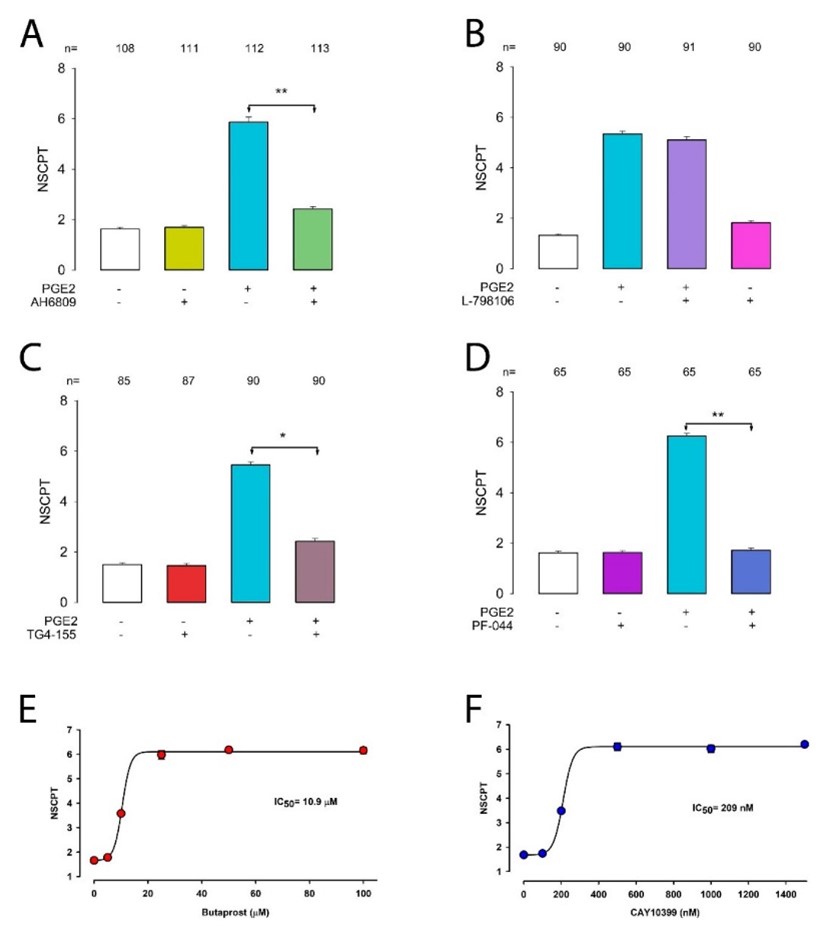 The prostaglandin E2 receptor (EP2) mediates this increase in GJIC