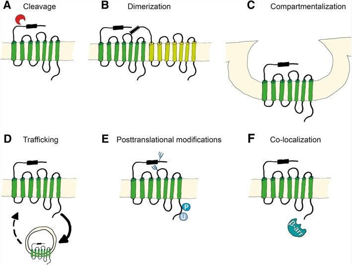 The activation mechanism of PAR