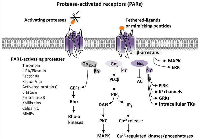 Fig.2 PAR signaling pathways. (Price, Nicola & Ada, 2021)