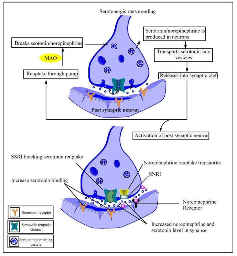 The activation mechanism of PAR