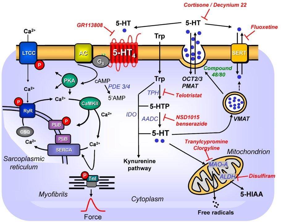 Serotonin receptors meditating serotonin metabolism in the heart