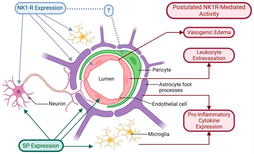Fig.1 NK1R and SP expression in the cells associated with the neurovascular unit (NVU). (Turner & Alan J, 2023)