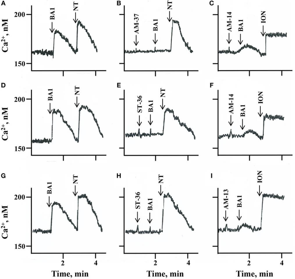 Fig.3 Cytosolic Ca2+.
