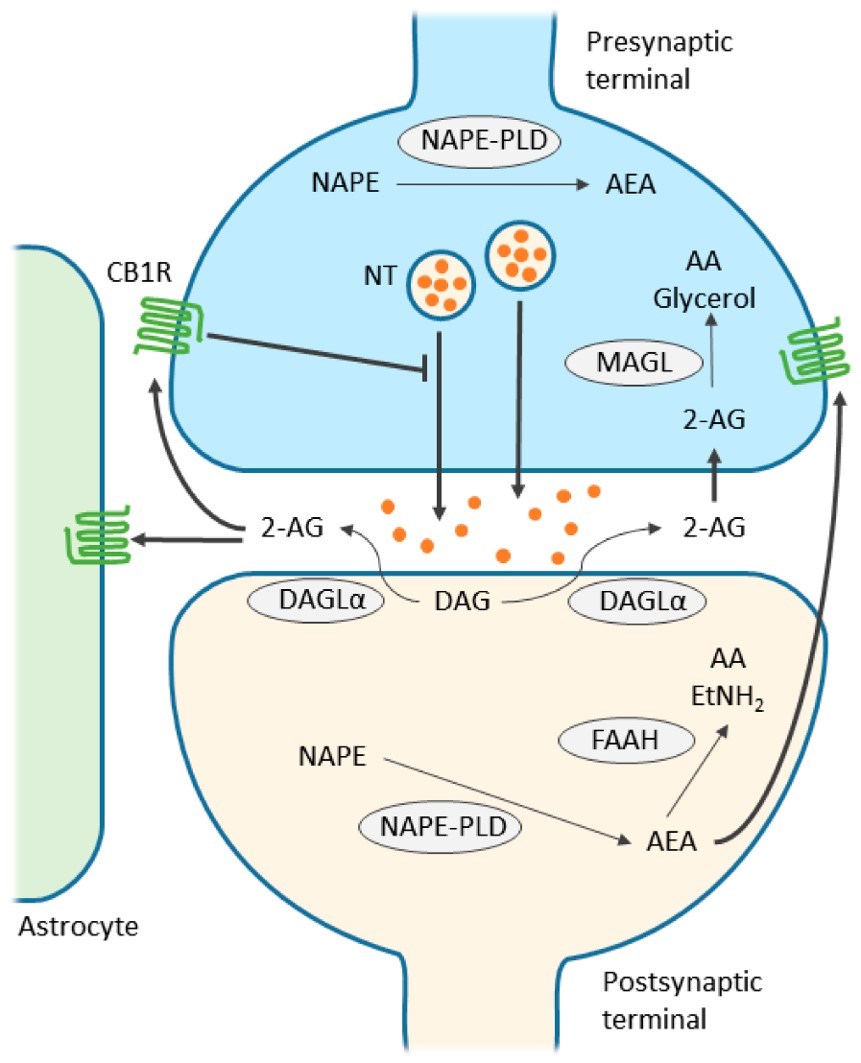 Fig.1 Endocannabinoid retrograde signaling modulates synaptic transmission. (Zou & Ujendra, 2018)