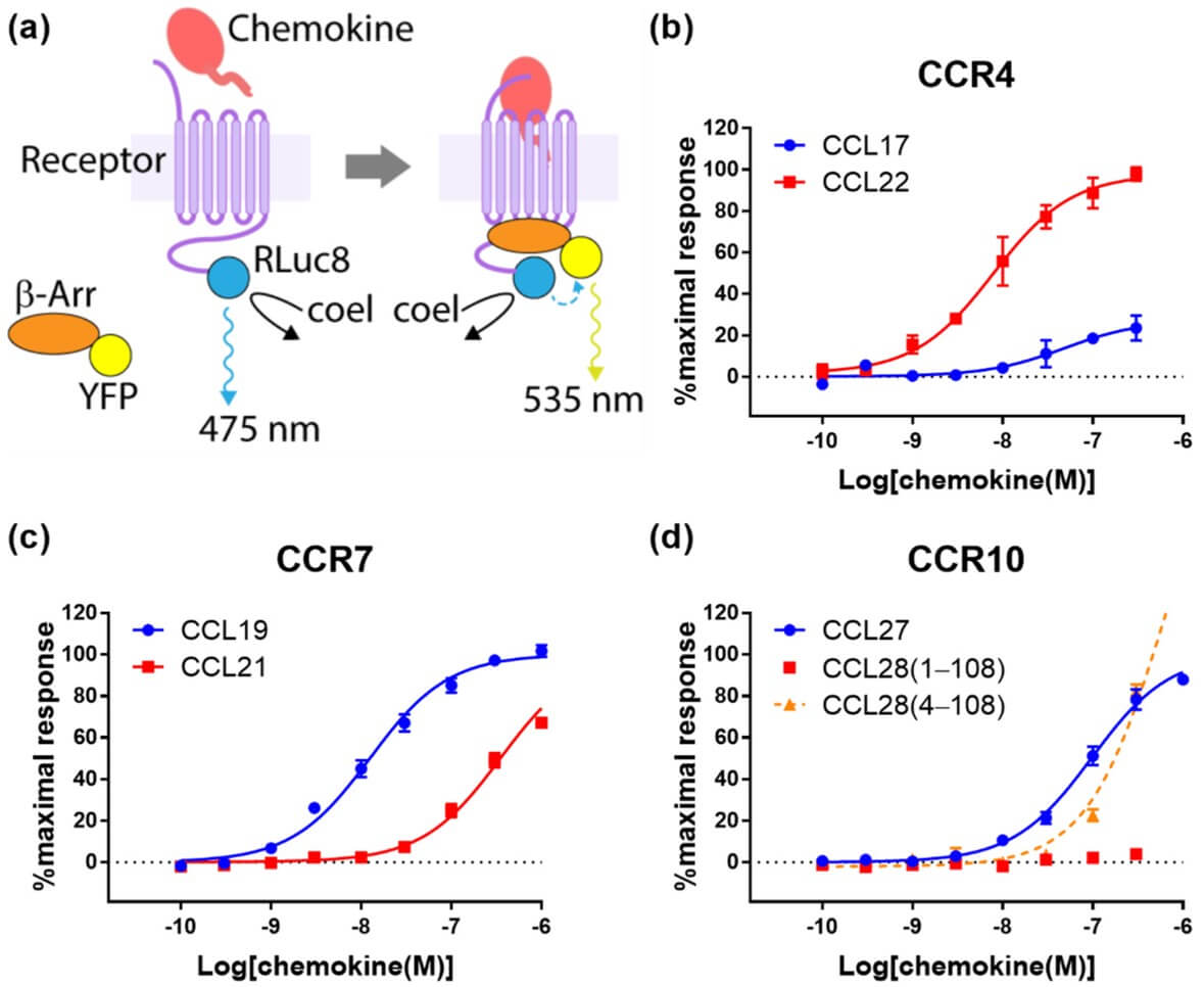 Fig.4 Chemokine ligands differentially stimulate adaptor protein recruitment to CCR4, CCR7, and CCR10.