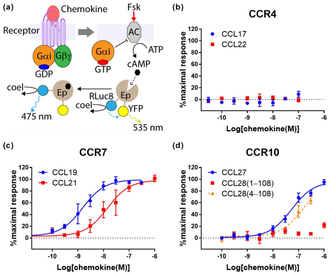 Fig.6 Chemokine ligands differentially inhibit cAMP synthesis via CCR4, CCR7, and CCR10.