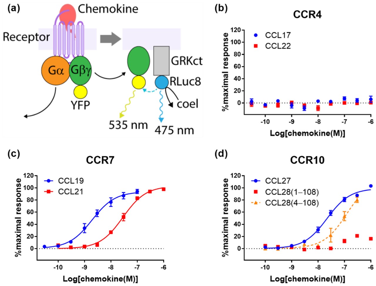 Fig.5 Chemokine ligands differentially stimulate G protein activation via CCR4, CCR7, and CCR10.