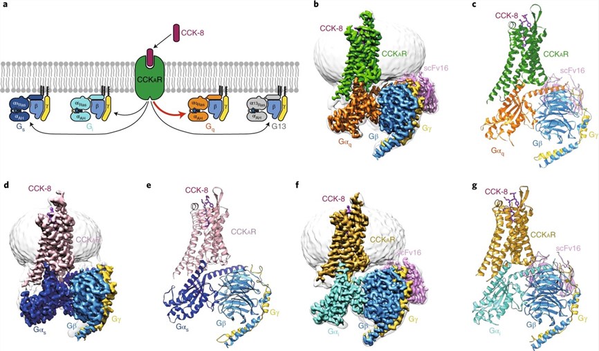 Fig.1 Cryo-EM structures of CCKAR–G protein complexes. (Liu, et al., 2021)