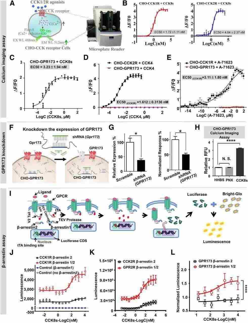 CCK8s could activate intracellular Ca2+ mobilization in CHO-GPR173 cells