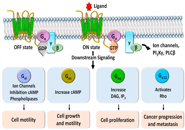 Anti-HER2 biparatopic antibody-induced fast internalization and redirected trafficking of HER2