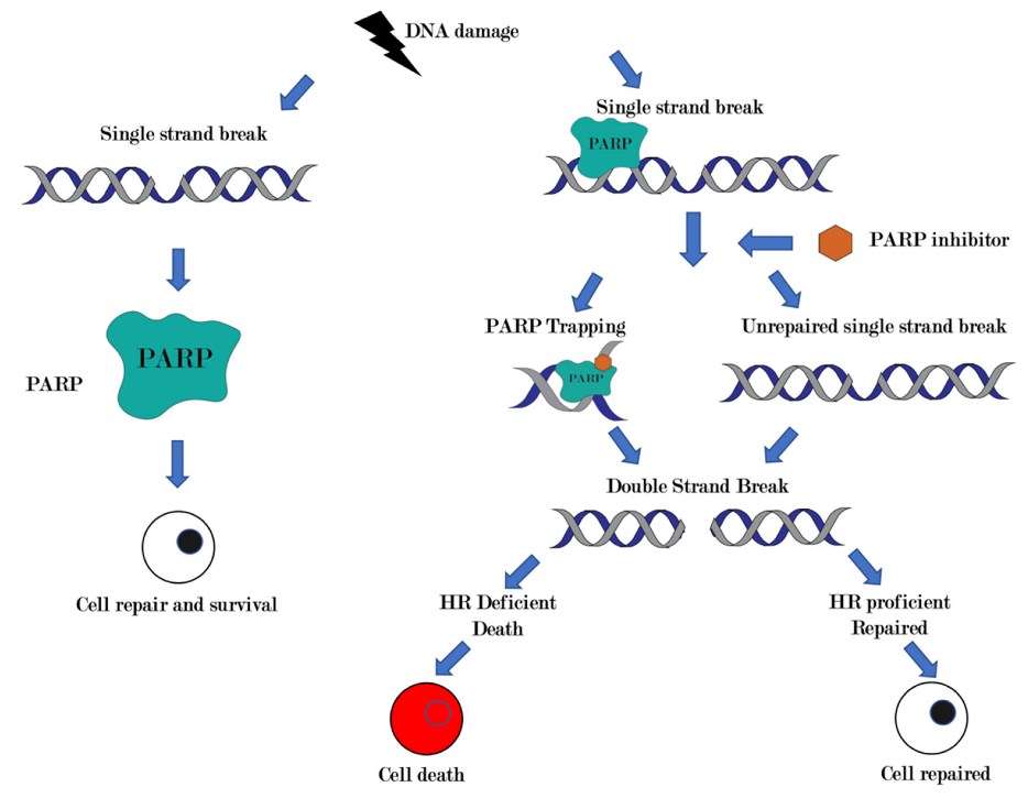 Canonical mechanism of action of PARP inhibitors and synthetic lethality.