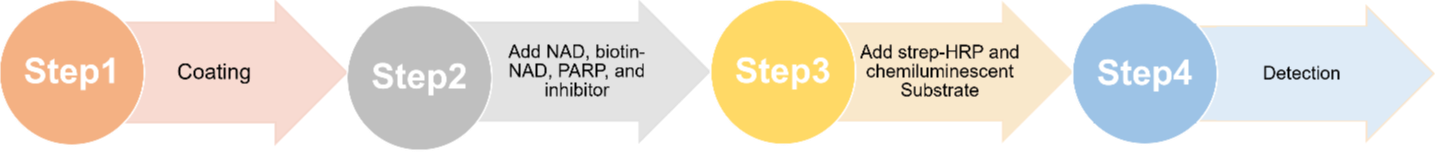 The experimental procedure for PARP assay.