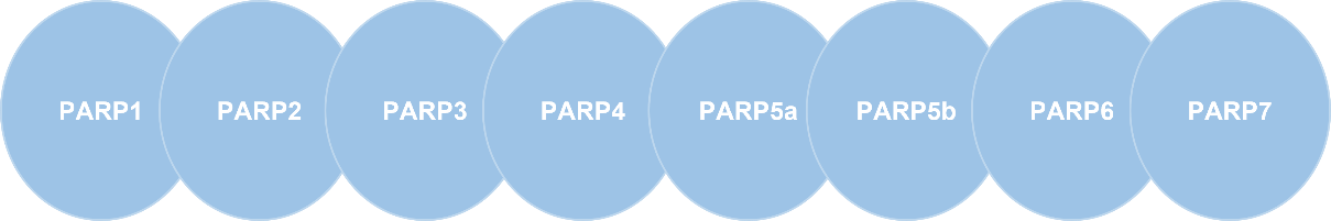 Fig.6 Targets for PARP assay. (Creative Biolabs Original)
