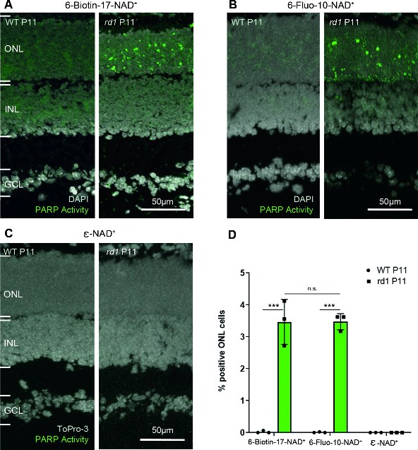 PARP activity detection with three different NAD+ analogues, in wild-type and rd1 retina.