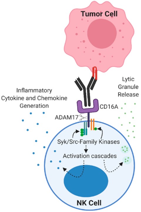 A natural killer (NK) cell targets tumor cells and induces antibody-dependent cell-mediated cytotoxicity (ADCC)