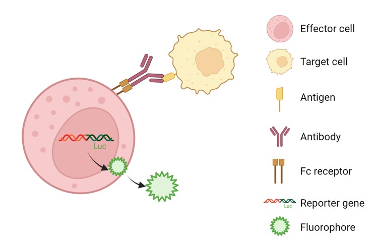 Fig.2 Principle of our mouse ADCC reporter assay. (Creative Biolabs Original)