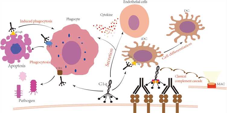 C1q is involved in the immune process. (OA Literature)