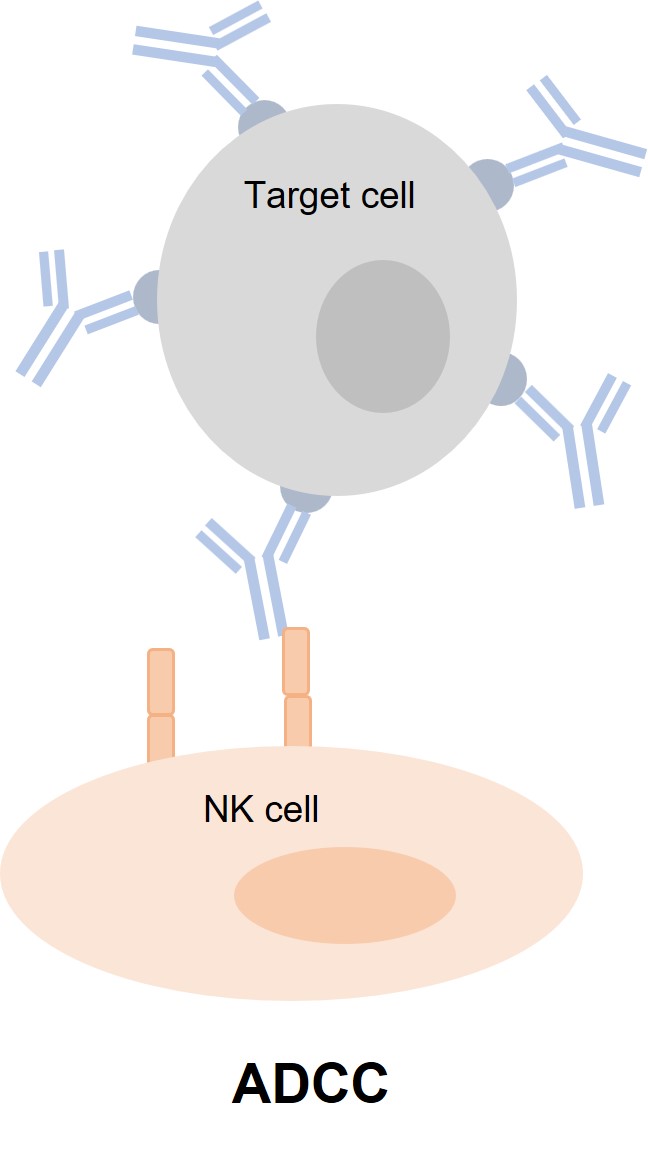 Fig. 2 ADCC assay. (Creative Biolabs Original)