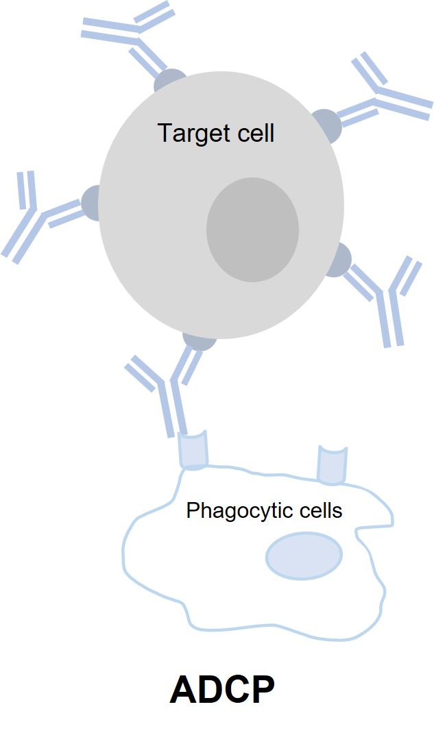Fig. 3 ADCP assay. (Creative Biolabs Original)