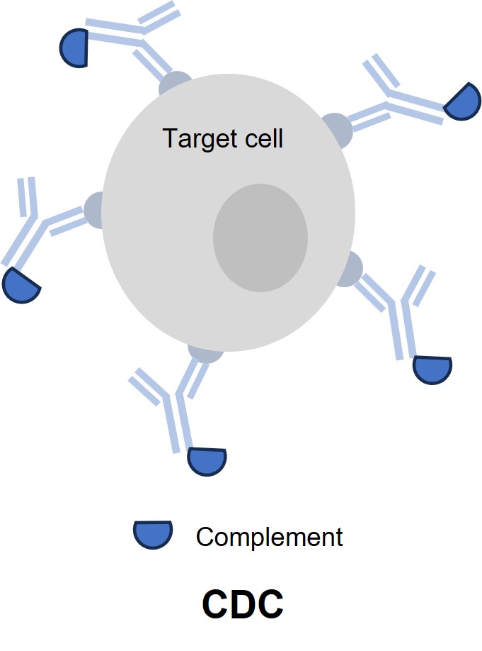 Fig. 4 CDC assay. (Creative Biolabs Original)