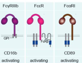 Fig.8 Human Fc receptors for IgE (FcεR). (Geyer, et al., 2021)