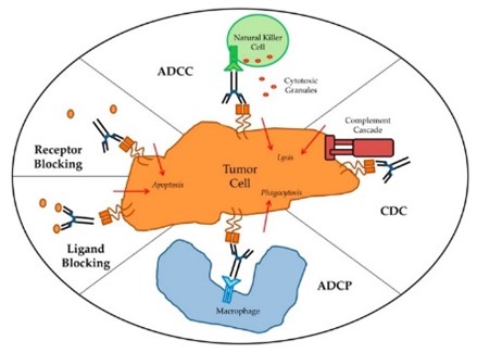 Fig.9 The effector mechanisms of antibodies. (Zahavi, et al., 2020)