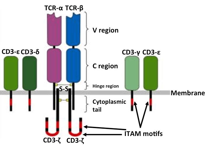 De Novo T Cell Receptor Sequencing Service
