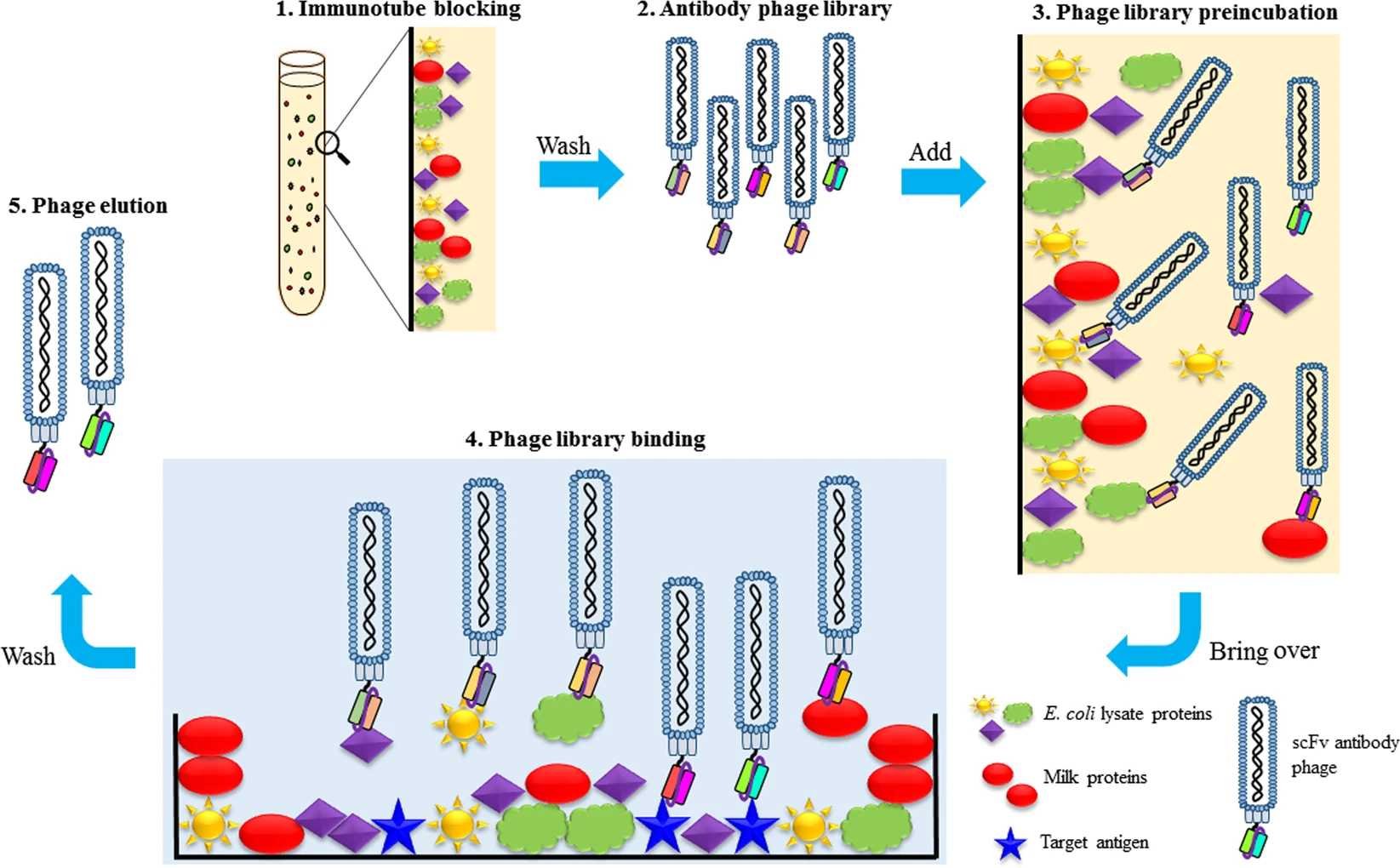 Phage display screening method.