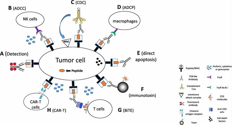 Mechanisms of TCR-like antibodies against cancer cells.